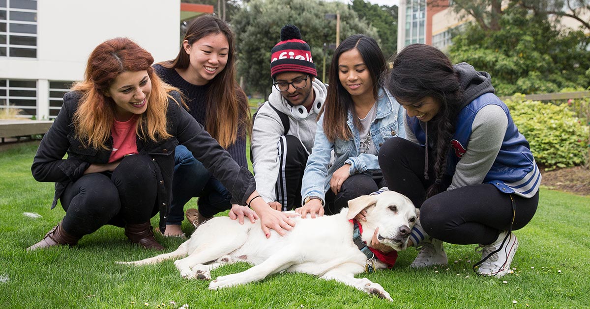 Students pet a therapy dog on the lawn of the San Francisco State University main campus